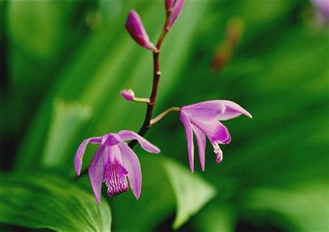 蘭 植物|条件から探す 「ラン」 植物図鑑検索